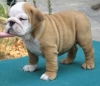 Adorable English Bulldog 